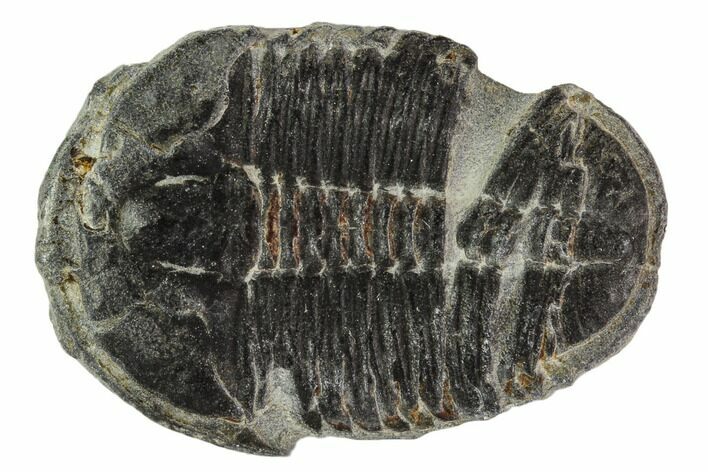 Elrathia Trilobite Fossil - Utah #108665